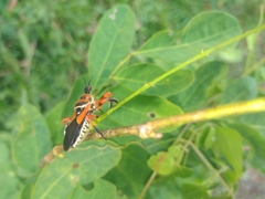 Apiomerus flaviventris