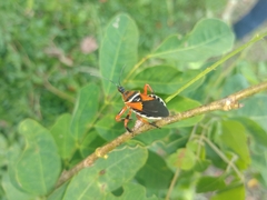 Apiomerus flaviventris