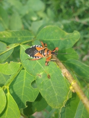 Apiomerus flaviventris