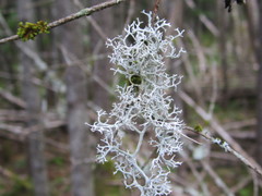 Pseudevernia cladonia