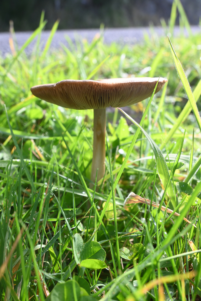 Volvopluteus gloiocephalus · April 2025 · photo: © jon_sullivan (iNaturalist, cc-by)