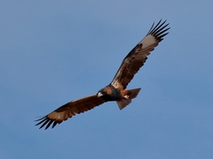 Hamirostra melanosternon