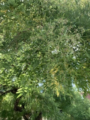 Styphnolobium