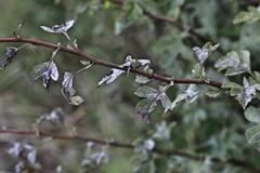 Podosphaera clandestina