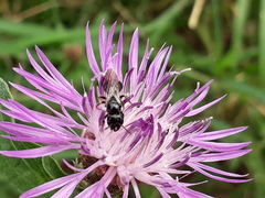 Ceratina cucurbitina