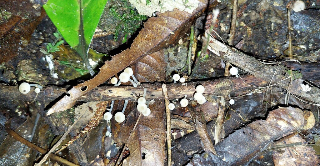 Roridomyces austrororidus · April 2025 · photo: © catchwords (iNaturalist, cc-by)
