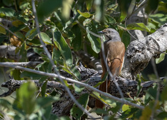 Cichladusa arquata