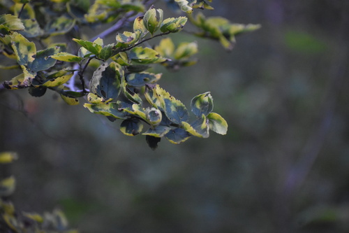 Image of White Stinkwood (Celtis africana) by (c) Justin Ponder, some rights reserved (CC BY)
