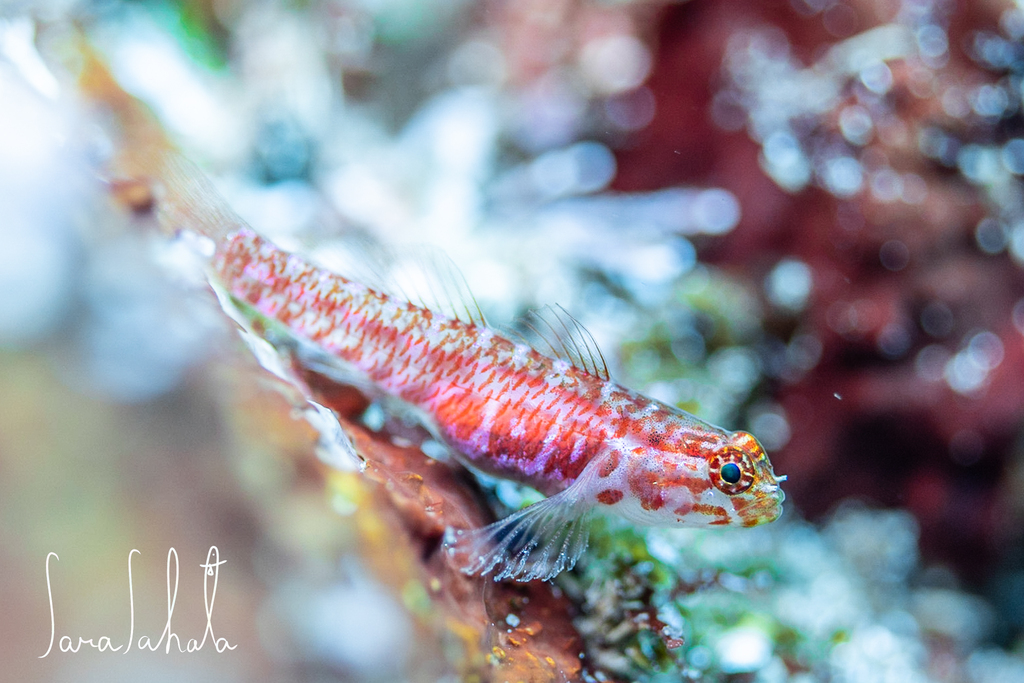 Masuda's Dwarfgoby