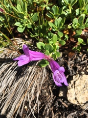 Penstemon davidsonii davidsonii