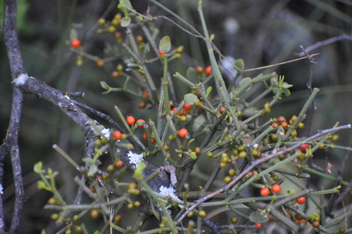 Image of Viscum rotundifolium by (c) Justin Ponder, some rights reserved (CC BY)