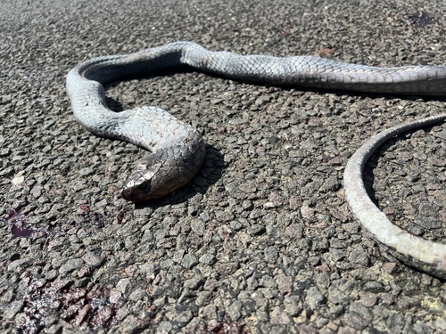 Anchieta's Cobra