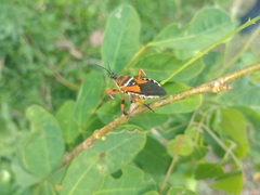 Apiomerus flaviventris