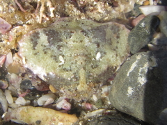 Eurynolambrus australis