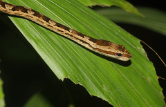 Painted Mock Viper photo 2