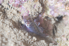 Sand-Table Dwarfgoby photo 4