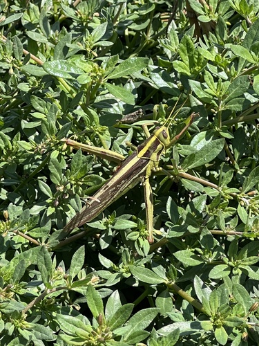Green tree locust