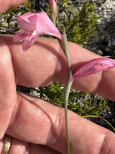 Image of Gladiolus brevifolius by (c) Charleen Brunke, some rights reserved (CC BY)