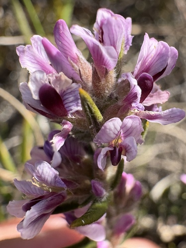 Ericoid Amphithalea (Amphithalea ericifolia)