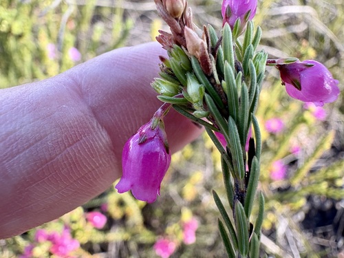 Klokkies Heath (Erica axilliflora)