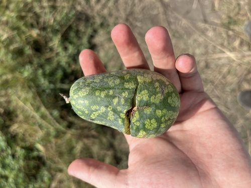 Watermelon