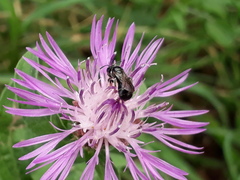 Ceratina cucurbitina