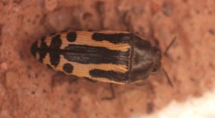 Acmaeodera scalaris