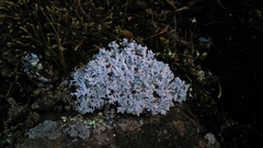 Stereocaulon paschale