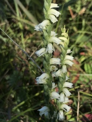 Spiranthes casei