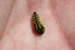 Acmaeodera amplicollis