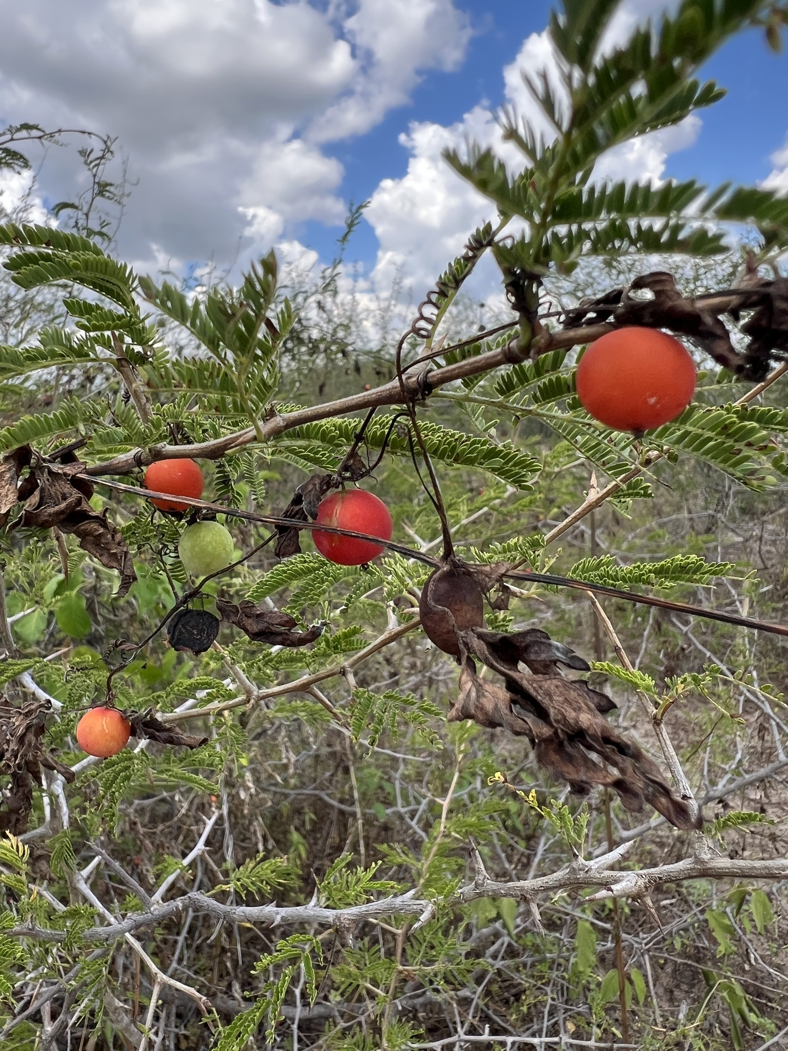 Imagem de Melancia-do-campo