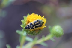 Acmaeodera amplicollis