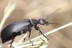 Epicauta segmenta