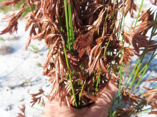 Thamnochortus lucens, photograph 5