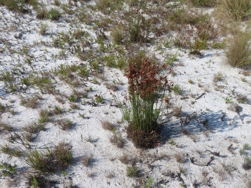 Thamnochortus lucens, photograph 4