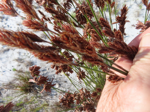 Thamnochortus lucens, photograph 3