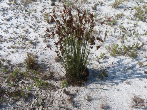 Bright Thatchreed (Thamnochortus lucens)