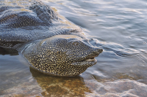 African Softshell Turtle