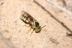 Bicyrtes capnopterus