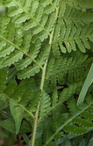 Dotted beadfern (Hypolepis punctata)