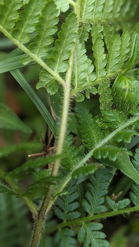 Hypolepis punctata, photograph 5