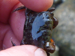 Parasesarma erythodactylum