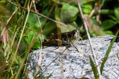 Gomphocerus sibiricus sibiricus