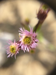 Erigeron nivalis