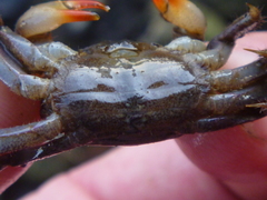 Parasesarma erythodactylum