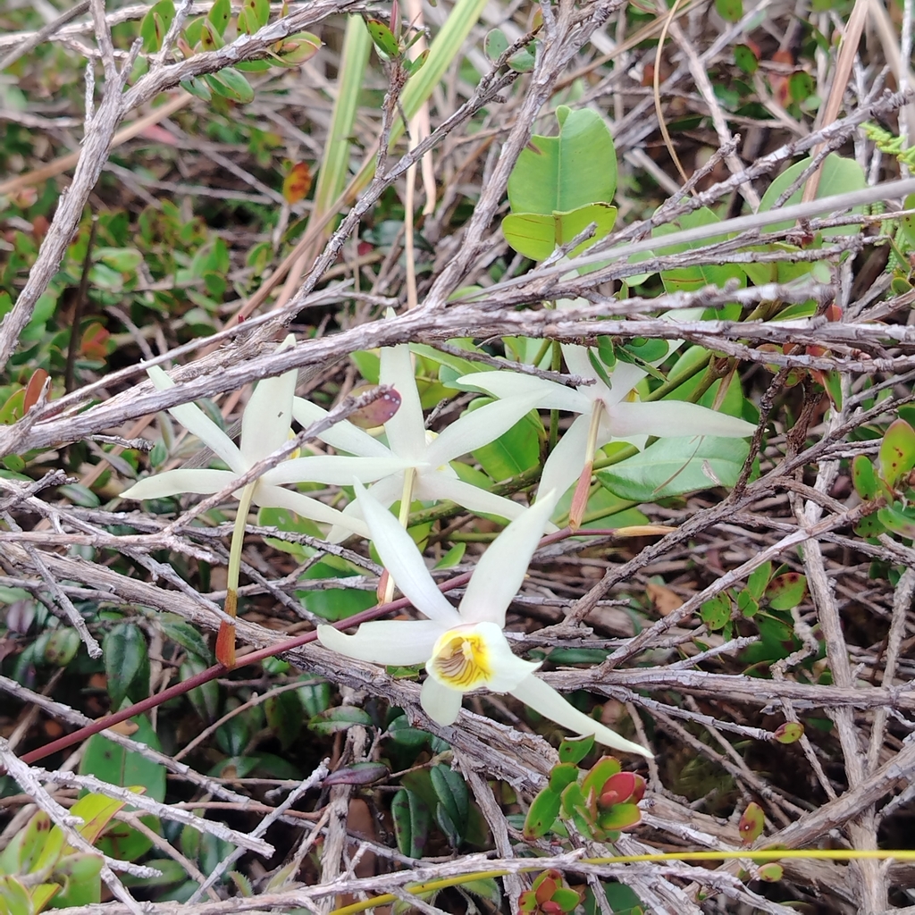 Dendrobium stella-silvae (Loher & Kraenzl.) Ames 4