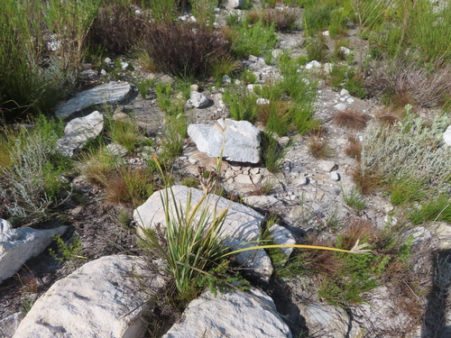 Image of Bobartia gladiata by (c) linkie, some rights reserved (CC BY)