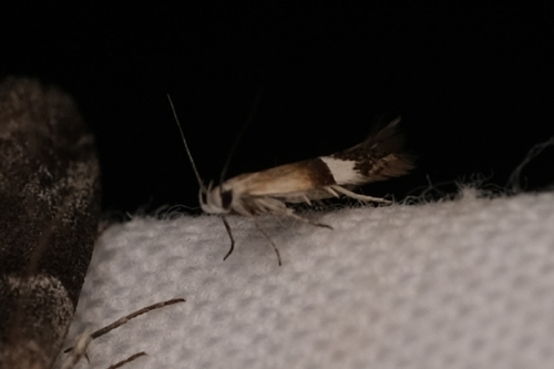 Aproaerema polychromella