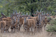 Common Eland photo 5