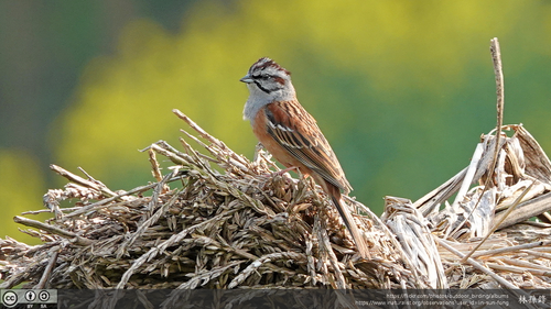 Godlewski's Bunting